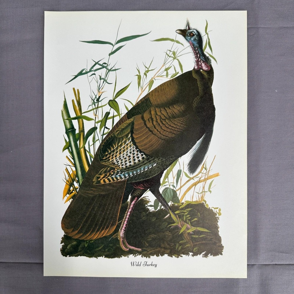 1950 Vintage Print Wild Turkey American Bird  Wall Art Illustration Audubon